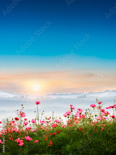 Beautiful cosmos flowers in garden with foggy winter sunrise in mountains. © ParinPIX