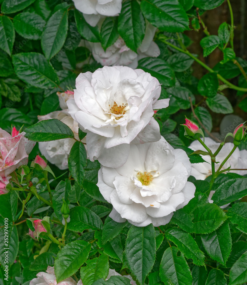 White Rose. White Rose.