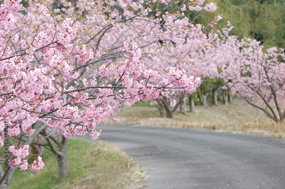 Obraz premium 桜（河津桜）