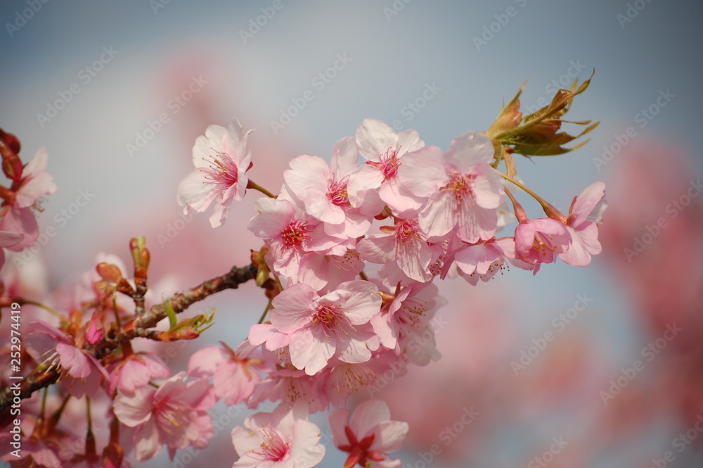 桜（河津桜）