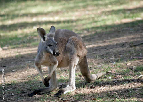 a red kangaroo in a field