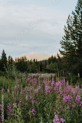 flowers in the mountains © SamanthaSue