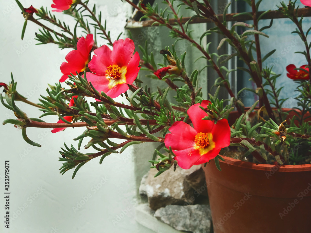 Portulaca grandiflora , flower, plant
