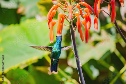 hummingbird feeding scene in green tropical forest. Green bird flying next to beautiful red flower in jungle.