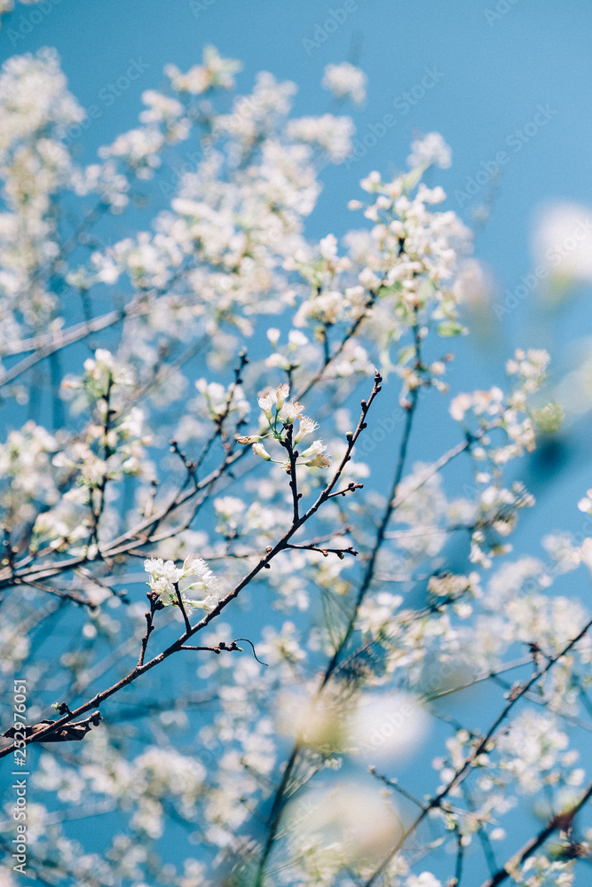 Wild Himalayan Cherry or Sakura Blossoms in spring season, Thailand Wild Himalayan Cherry or Sakura Blossoms in spring season, Thailand