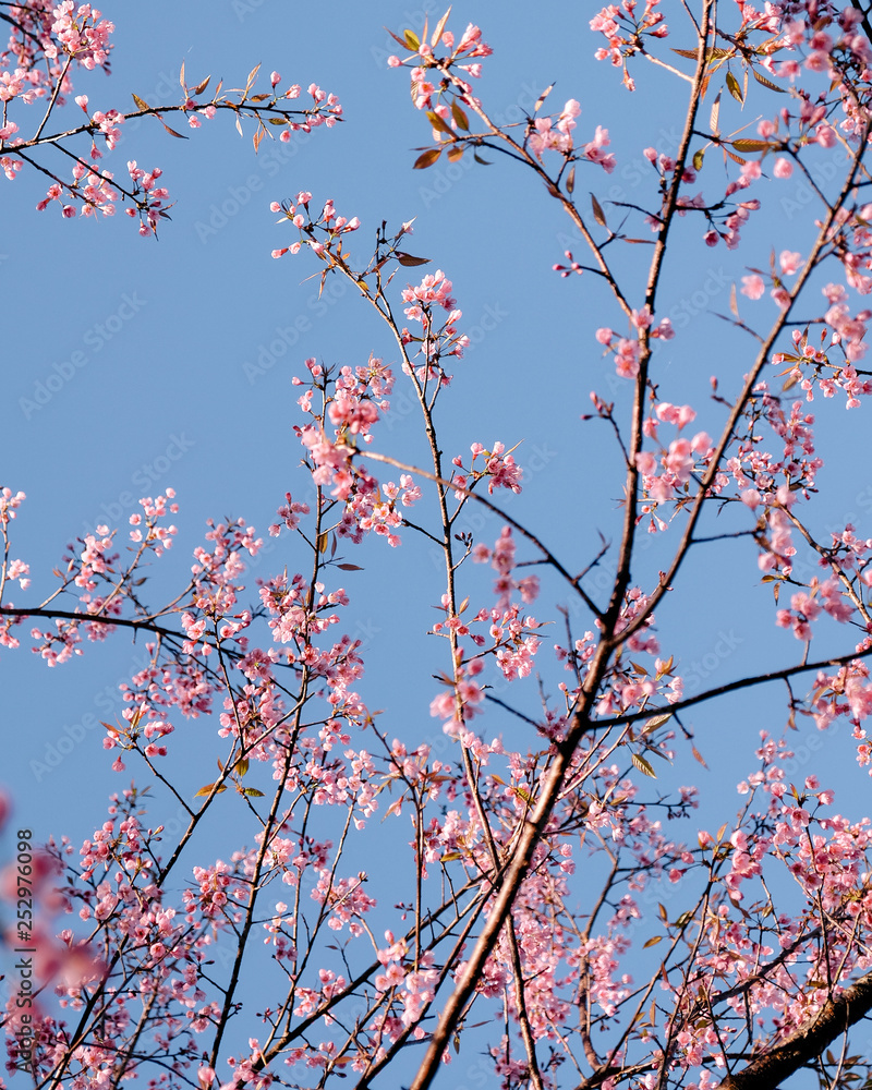 Wild Himalayan Cherry or Sakura Blossoms in spring season, Thailand Wild Himalayan Cherry or Sakura Blossoms in spring season, Thailand