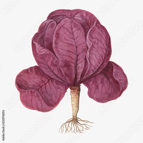 Red cabbage in vintage style