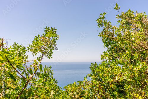 Fototapeta Naklejka Na Ścianę i Meble -  Italy, Cinque Terre, Corniglia, a tree in a forest
