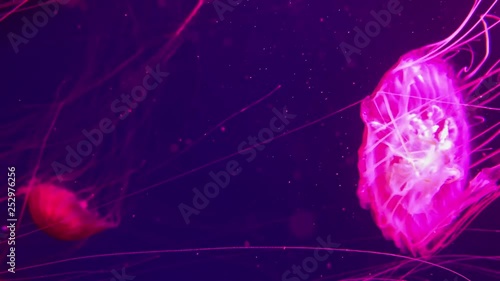 Closeup underwater video recording of swimming red jellyfishes