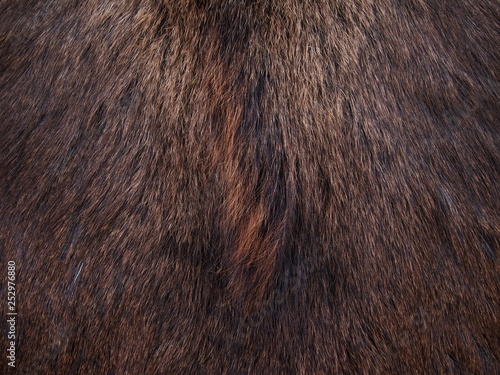 Foto Bear Fur