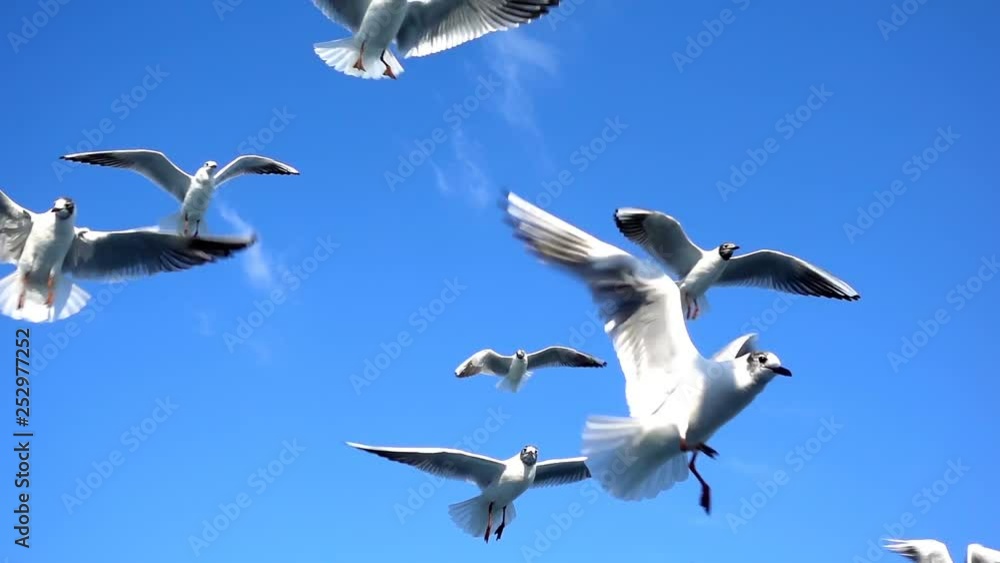 Animal Bird Seagulls Flying on Clear Blue Sky Animal Bird Seagulls Flying on Clear Blue Sky