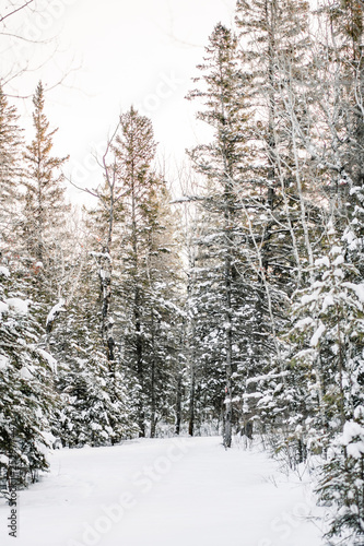 A beautiful winter forest landscape