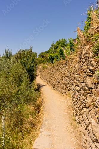 Italy  Cinque Terre  Corniglia  a path with trees on the side of a dirt road