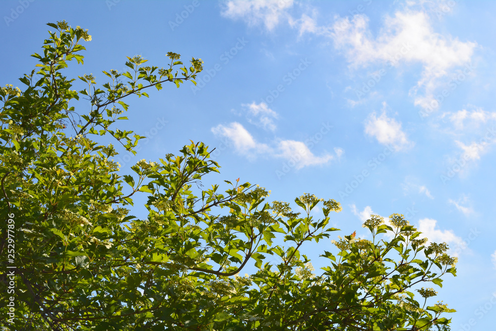 Garden in spring. Blooming shrub of viburnum on the background of blue sky with white clouds. Garden in spring. Blooming shrub of viburnum on the background of blue sky with white clouds.