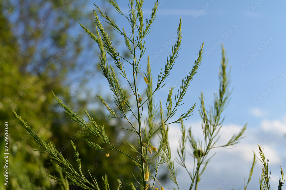 Asparagus. Green herb on the background of blue sky with clouds. Asparagus. Green herb on the background of blue sky with clouds.
