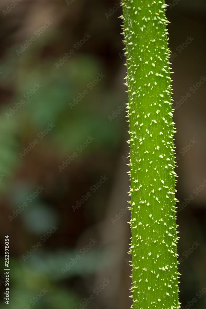 Thorny Stem of Gunnera manicata plant (giant rhubarb, dinosaur food), Ecuador Thorny Stem of Gunnera manicata plant (giant rhubarb, dinosaur food), Ecuador