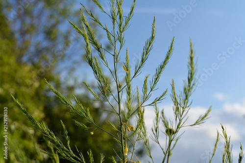Asparagus. Green herb on the background of blue sky with clouds.
