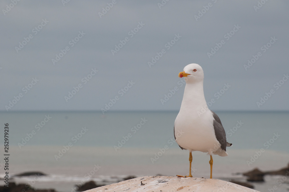 Obraz premium Essaouira