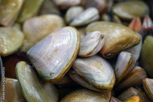 Fresh pipi shell (Paphies australis) for sale at a fish market in Sydney, Australia photo