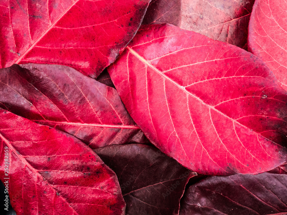 Fototapeta premium Red, orange and yellow Autumn Leaves Background with space for your ideas texts.