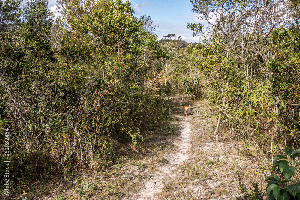 Mongrel dog from behind, walking on a trail amidst dense vegetation, with sun coming through the leaves. Mongrel dog from behind, walking on a trail amidst dense vegetation, with sun coming through the leaves.