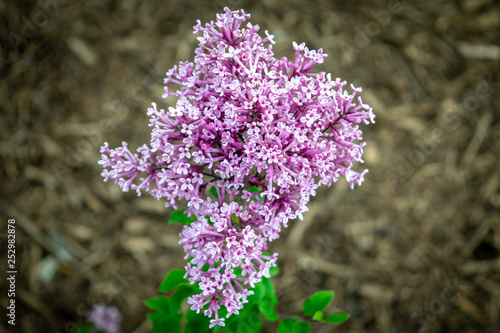 purple flowers in the garden