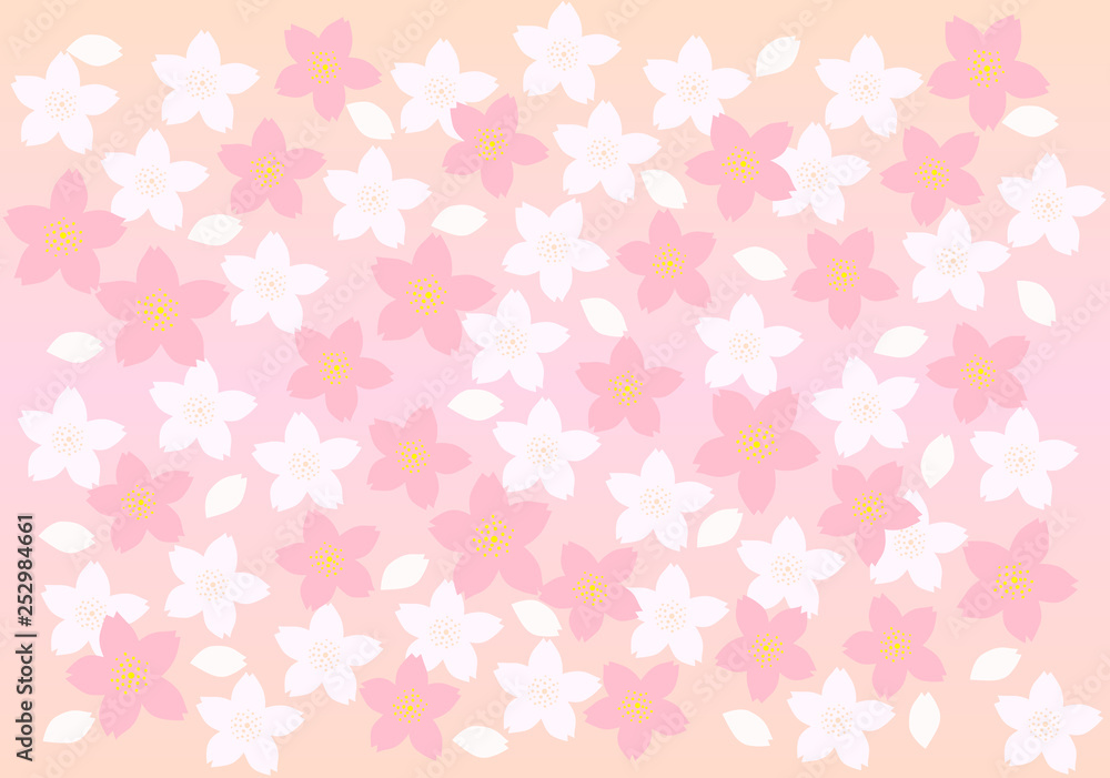 満開の桜の花　ピンクのグラデーションの背景