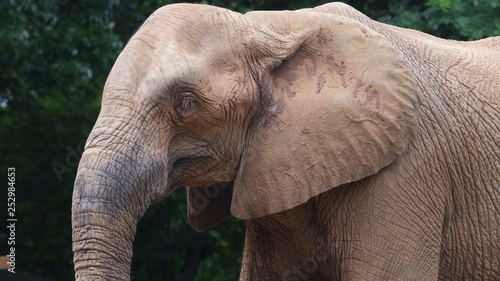 An Africa elephant, closeup,
