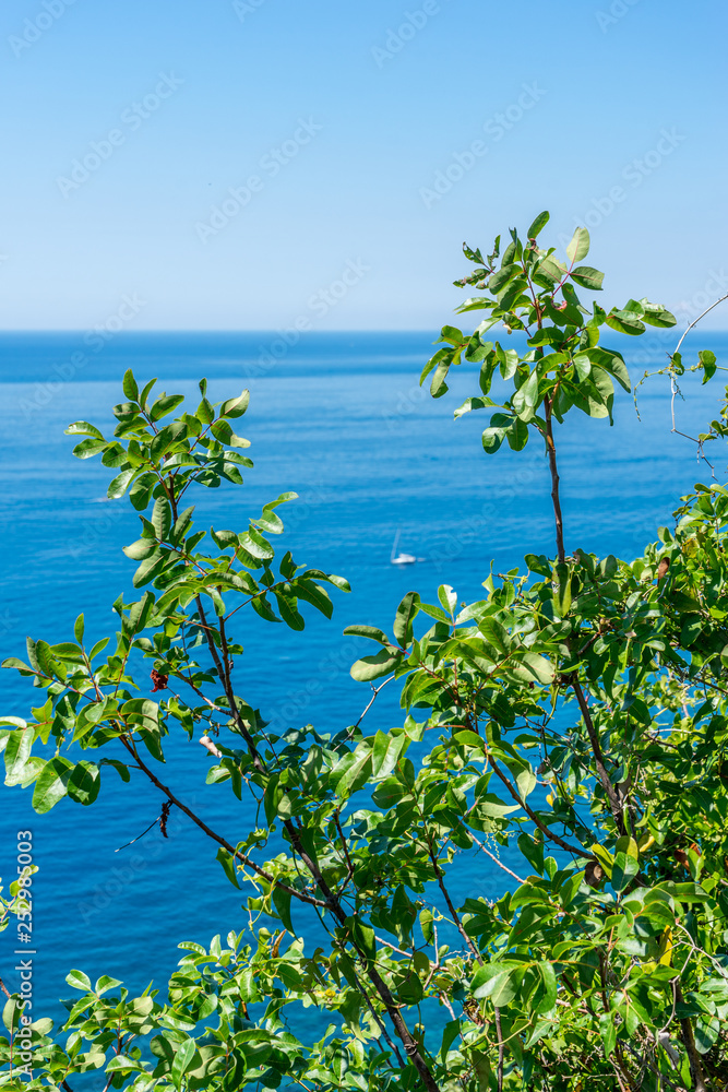 Italy, Cinque Terre, Corniglia, water next to a tree Italy, Cinque Terre, Corniglia, water next to a tree