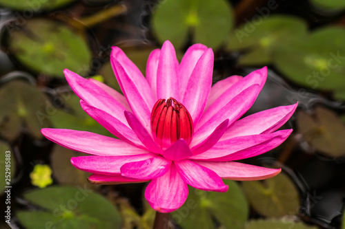 Beautiful Lotus in Thailand.