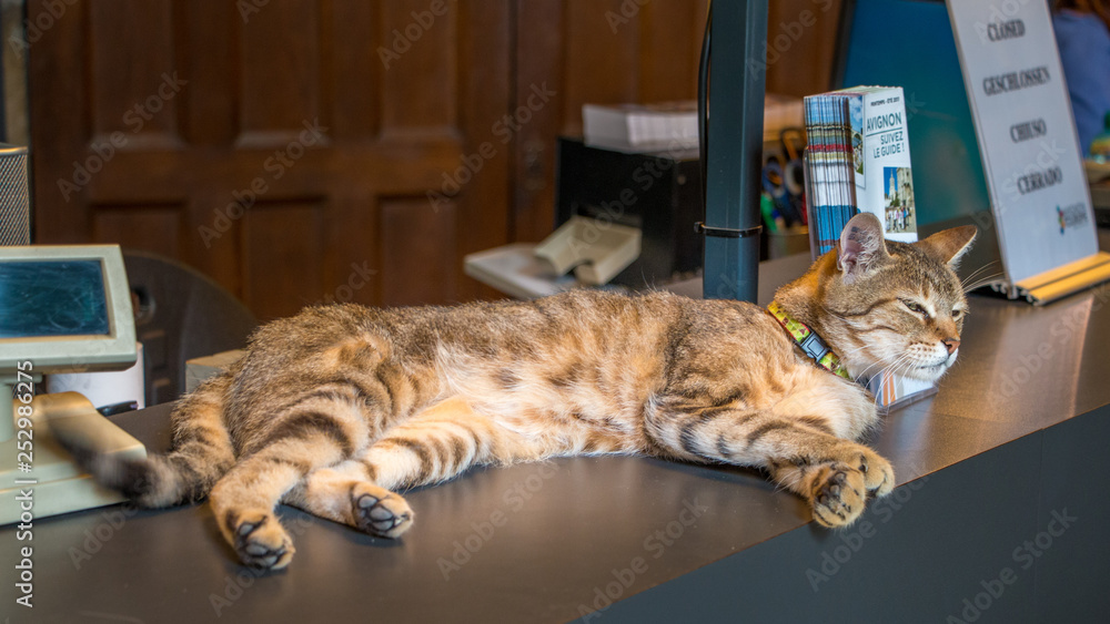 Naklejka premium Le chat