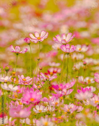 Colorful flowers 15 © nikonianthai.