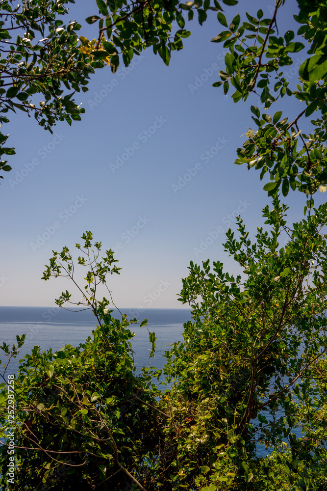 Italy, Cinque Terre, Corniglia, a tree in a forest