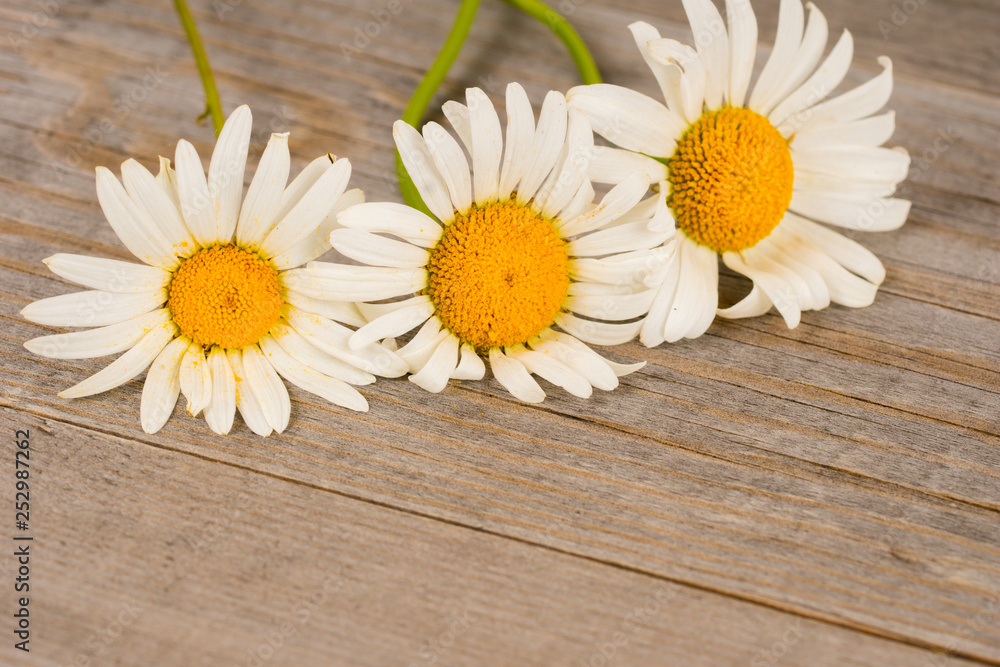Obraz premium camomile flowers on rustic wooden planks
