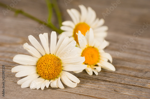 camomile flowers on rustic wooden planks