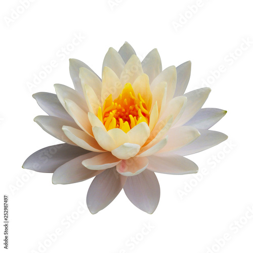 The yellow lotus isolated on white background