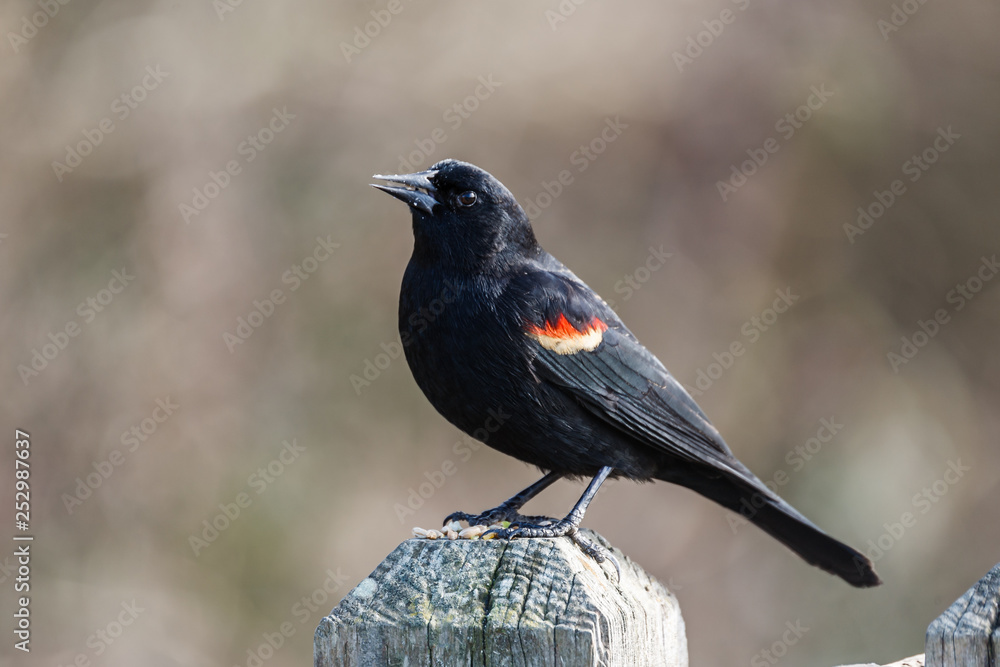 Red-winged Blackbird Agelaius phoeniceus perched on a fence. Red-winged Blackbird Agelaius phoeniceus perched on a fence.