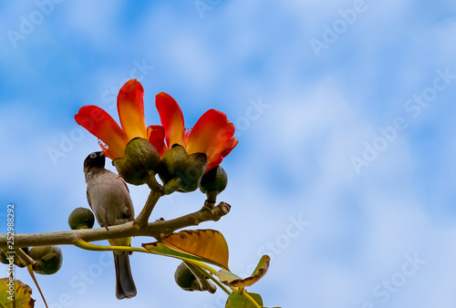 Branch of blossoming Bombax ceiba tree or Red Silk Cotton Flower in public park of Eilat, Israel photo