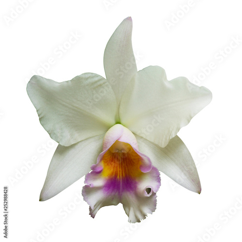 White Orchid [Cattleya] isolated on white background