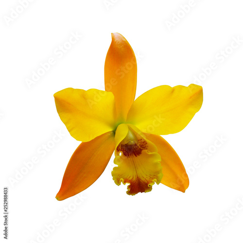 Yellow Orchid [Cattleya] isolated on white background