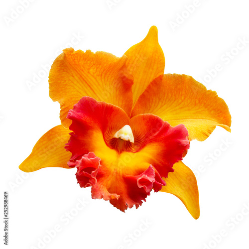 Orange Orchid [Cattleya] isolated on white background
