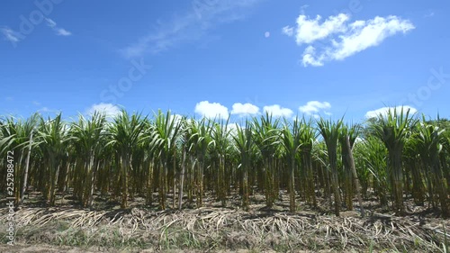 Sugarcane field in blue sky and white rolling cloud in Thailand