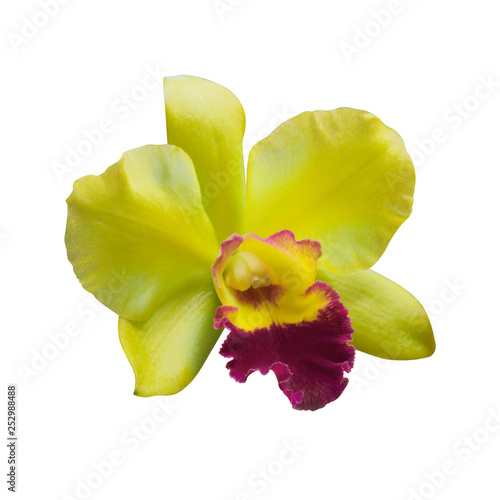 Yellow Orchid [Cattleya] isolated on white background