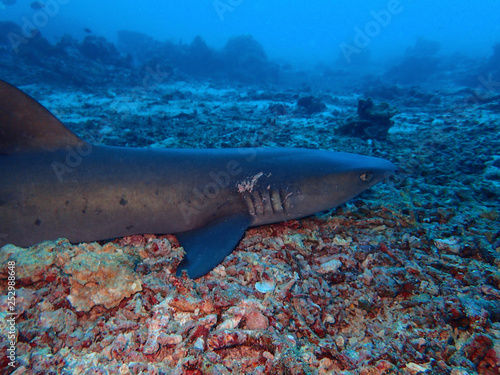 Closeup with shark. Marine life, or sea life or ocean life, is the plants, animals and other organisms that live in the salt water of the sea or ocean, or the brackish water of coastal estuaries.