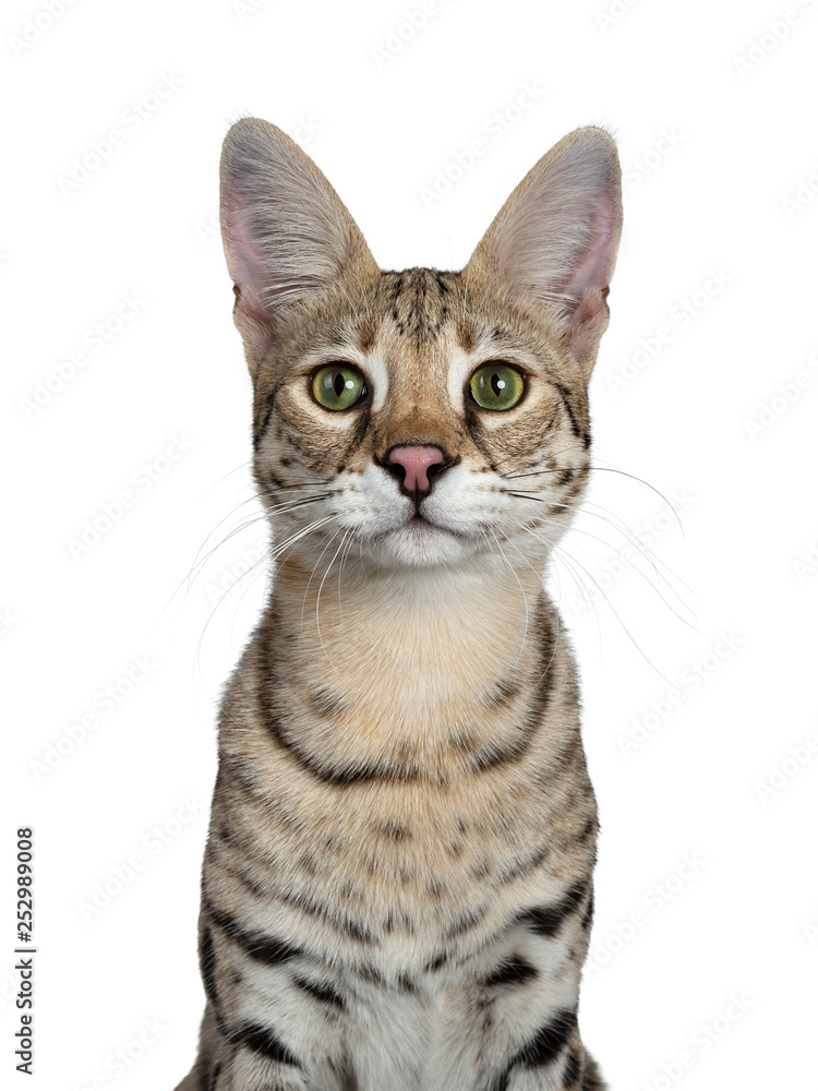 Obraz premium Head shot of cool young adult Savannah F1 cat, facing front. Looking beside camera with green eyes. Isolated on white background.