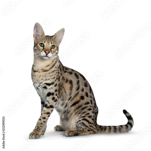 Foto Cool young adult Savannah F1 cat, sitting side ways