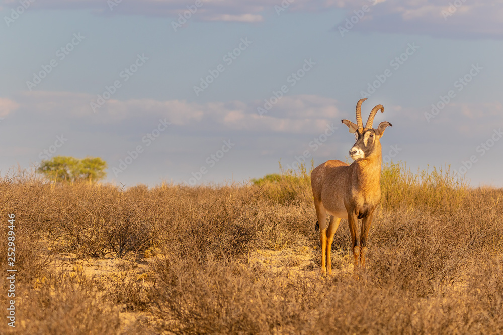 Antelope Antelope