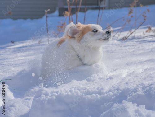 Dog running through snow