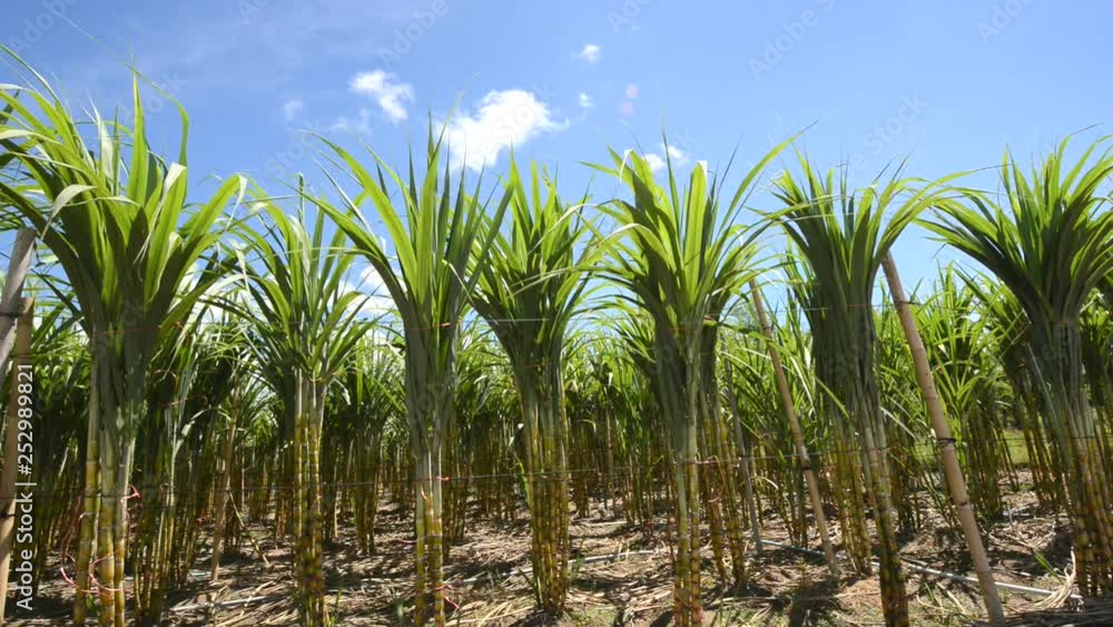  Sugarcane field in blue sky and white rolling cloud in Thailand