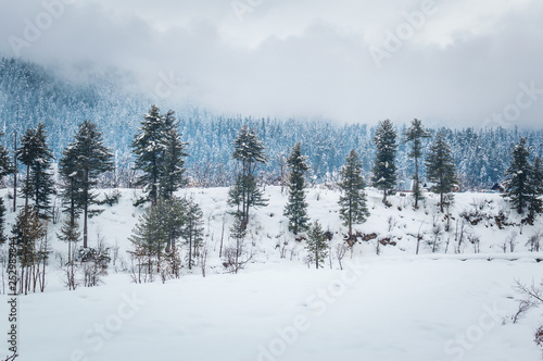 Pine trees growing in a snowy landscape with some amazing clouds in the background. Snow landscape. © MirBasar